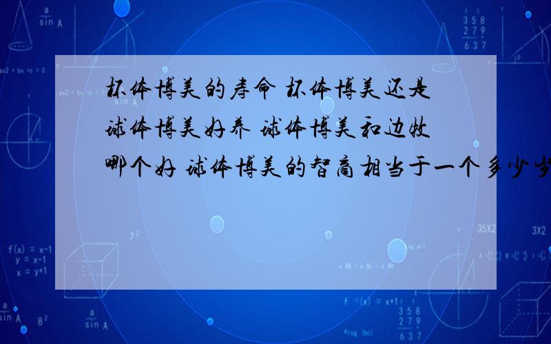 杯体博美的寿命 杯体博美还是球体博美好养 球体博美和边牧哪个好 球体博美的智商相当于一个多少岁的小孩