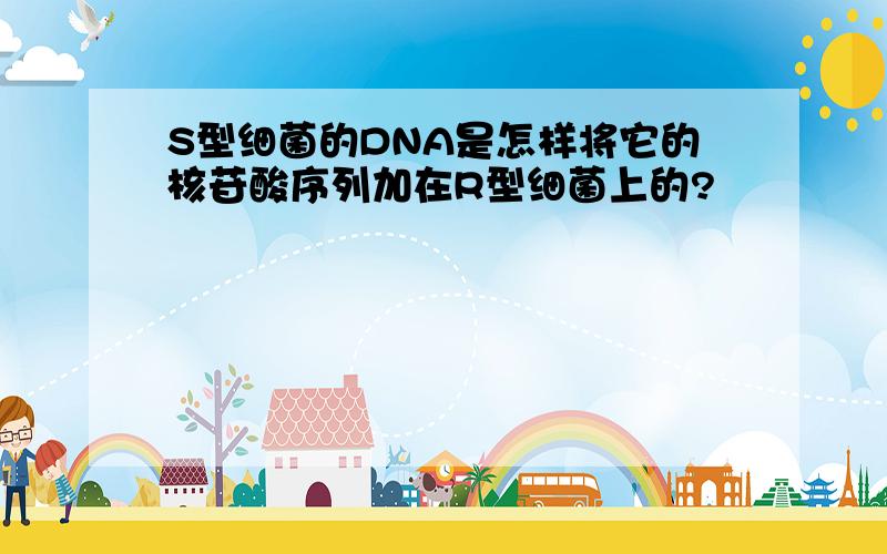 S型细菌的DNA是怎样将它的核苷酸序列加在R型细菌上的?