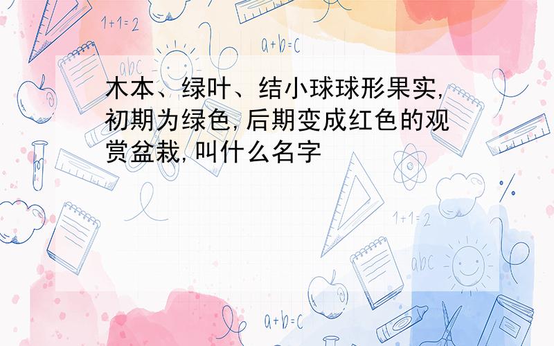 木本、绿叶、结小球球形果实,初期为绿色,后期变成红色的观赏盆栽,叫什么名字