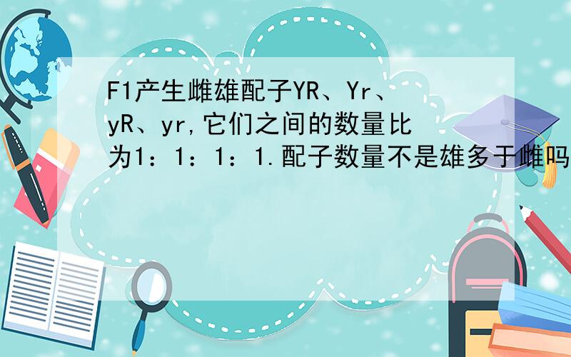 F1产生雌雄配子YR、Yr、yR、yr,它们之间的数量比为1：1：1：1.配子数量不是雄多于雌吗?