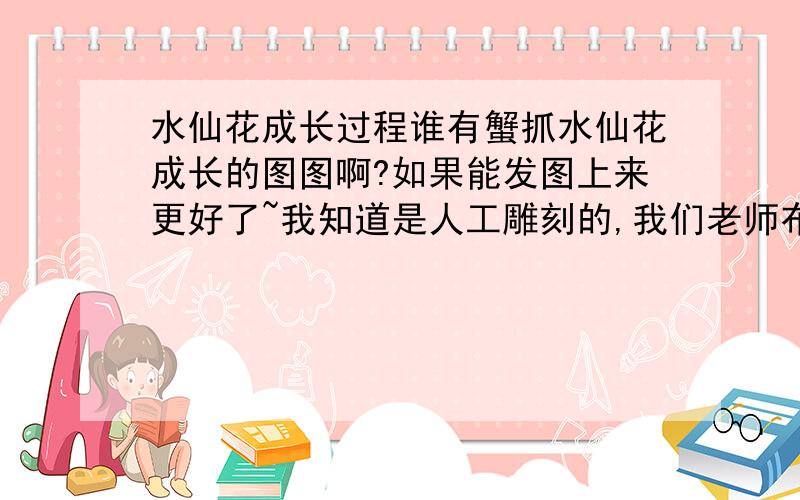 水仙花成长过程谁有蟹抓水仙花成长的图图啊?如果能发图上来更好了~我知道是人工雕刻的,我们老师布置的作业啊~要的是图片,我