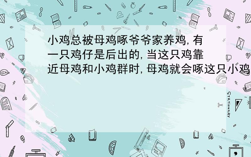 小鸡总被母鸡啄爷爷家养鸡,有一只鸡仔是后出的,当这只鸡靠近母鸡和小鸡群时,母鸡就会啄这只小鸡.怎样才能让这只母鸡认这只小