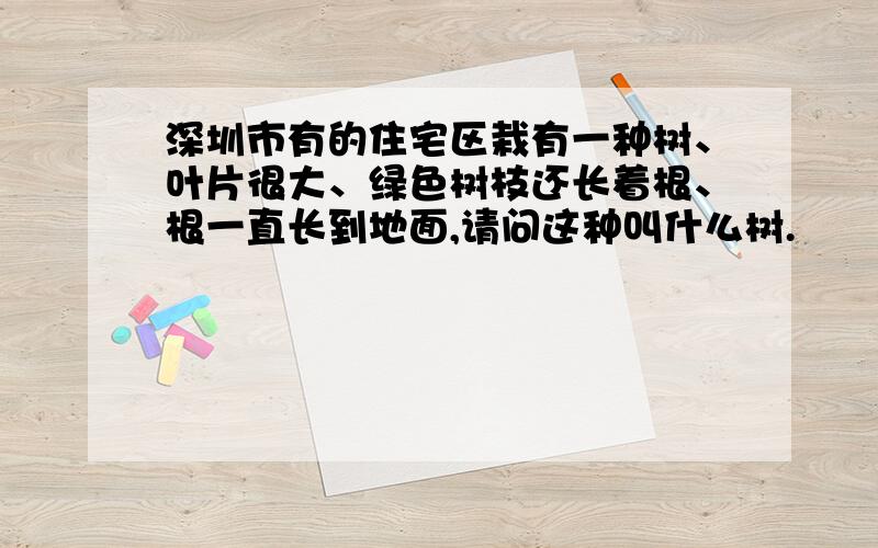 深圳市有的住宅区栽有一种树、叶片很大、绿色树枝还长着根、根一直长到地面,请问这种叫什么树.