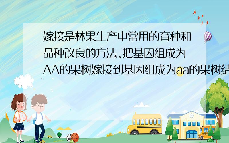 嫁接是林果生产中常用的育种和品种改良的方法,把基因组成为AA的果树嫁接到基因组成为aa的果树结出水果基因