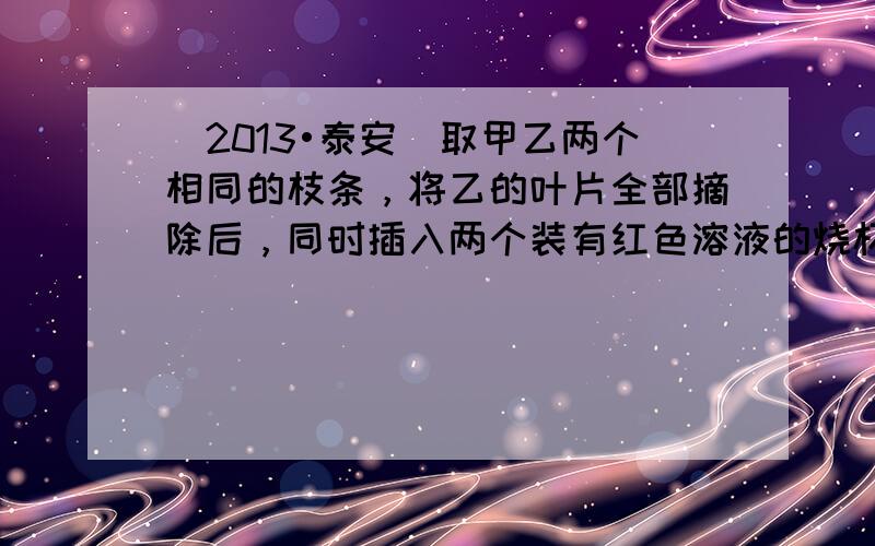 （2013•泰安）取甲乙两个相同的枝条，将乙的叶片全部摘除后，同时插入两个装有红色溶液的烧杯中，如图．下列分析正确的是（