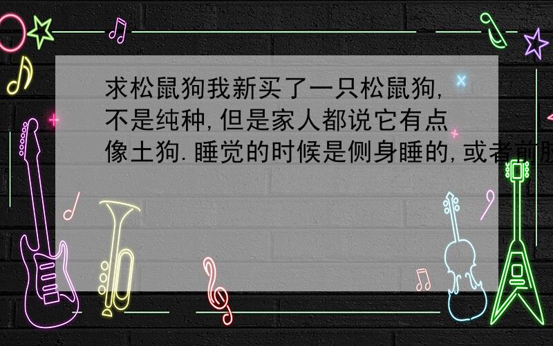 求松鼠狗我新买了一只松鼠狗,不是纯种,但是家人都说它有点像土狗.睡觉的时候是侧身睡的,或者前肢趴后肢弯.狗主说它有50天