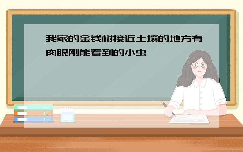 我家的金钱树接近土壤的地方有肉眼刚能看到的小虫,