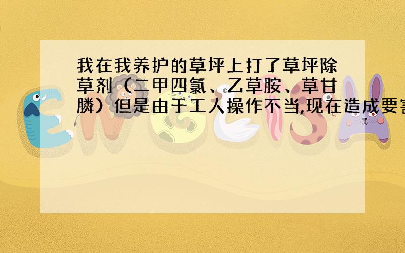 我在我养护的草坪上打了草坪除草剂（二甲四氯、乙草胺、草甘膦）但是由于工人操作不当,现在造成要害,求助