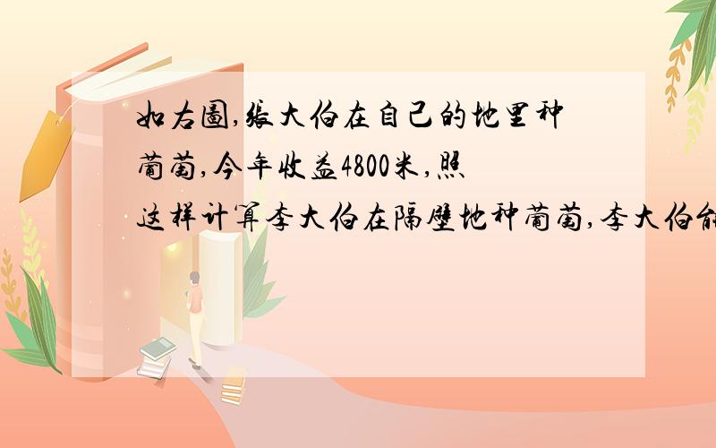 如右图,张大伯在自己的地里种葡萄,今年收益4800米,照这样计算李大伯在隔壁地种葡萄,李大伯能收几元?