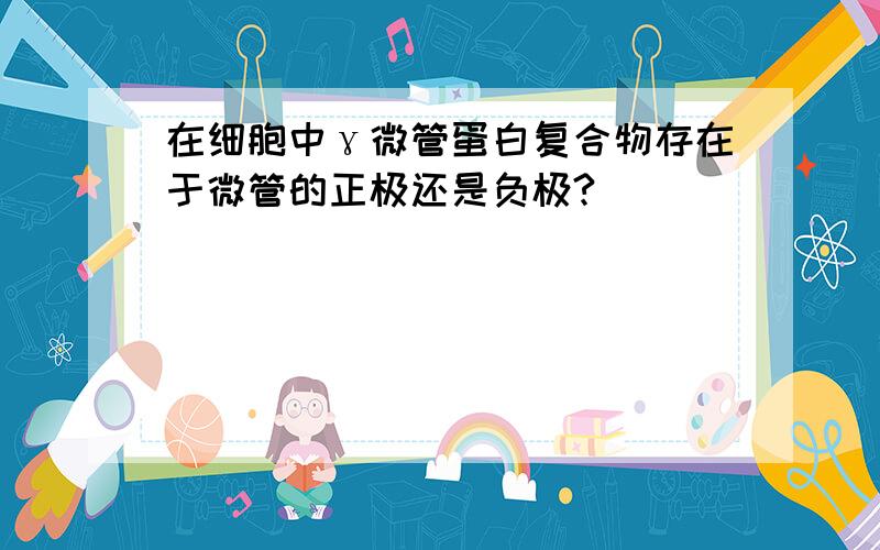 在细胞中γ微管蛋白复合物存在于微管的正极还是负极?