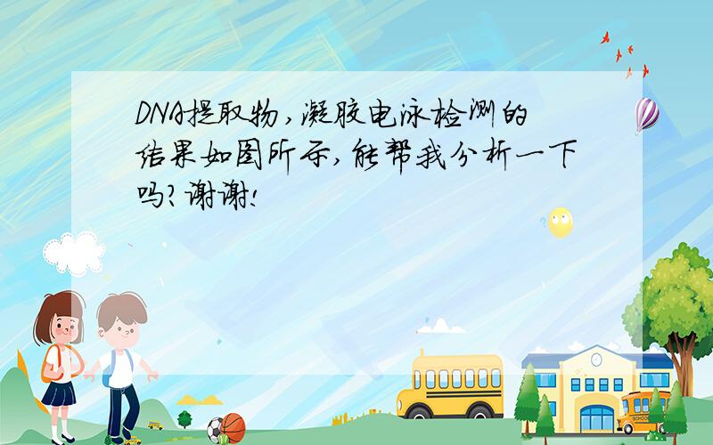 DNA提取物,凝胶电泳检测的结果如图所示,能帮我分析一下吗?谢谢!