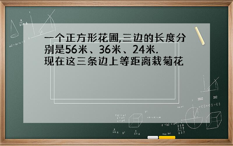 一个正方形花圃,三边的长度分别是56米、36米、24米.现在这三条边上等距离栽菊花