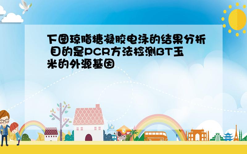 下图琼脂糖凝胶电泳的结果分析 目的是PCR方法检测BT玉米的外源基因