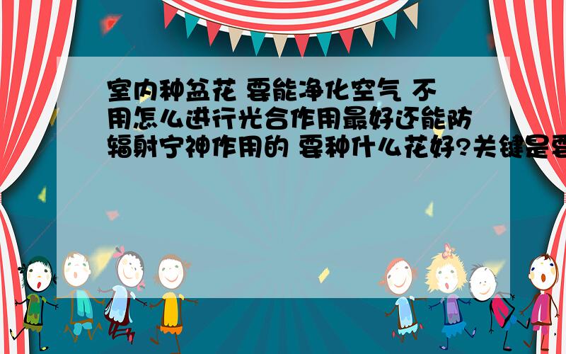 室内种盆花 要能净化空气 不用怎么进行光合作用最好还能防辐射宁神作用的 要种什么花好?关键是要好养的