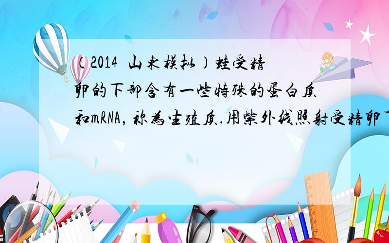 （2014•山东模拟）蛙受精卵的下部含有一些特殊的蛋白质和mRNA，称为生殖质．用紫外线照射受精卵下部能够破坏生殖质．某