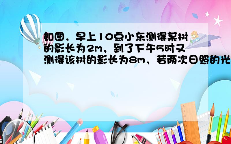 如图，早上10点小东测得某树的影长为2m，到了下午5时又测得该树的影长为8m，若两次日照的光线互相垂直，则树的高度约为_