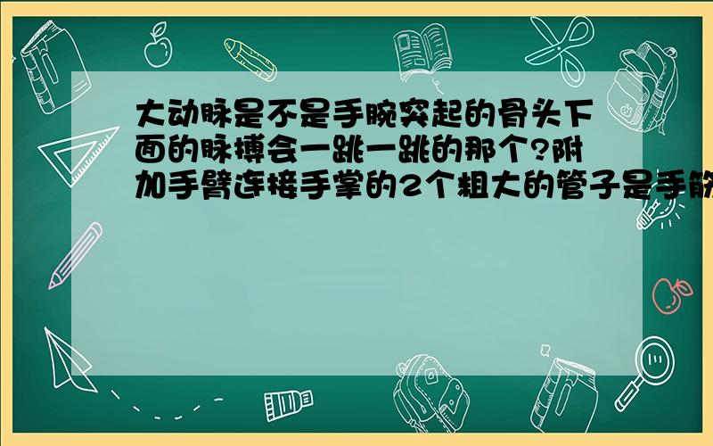 大动脉是不是手腕突起的骨头下面的脉搏会一跳一跳的那个?附加手臂连接手掌的2个粗大的管子是手筋吗?