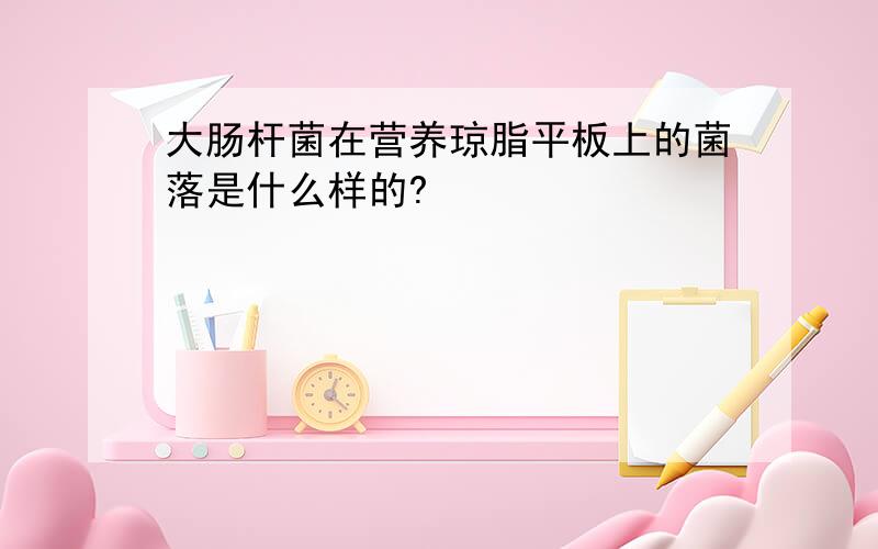 大肠杆菌在营养琼脂平板上的菌落是什么样的?