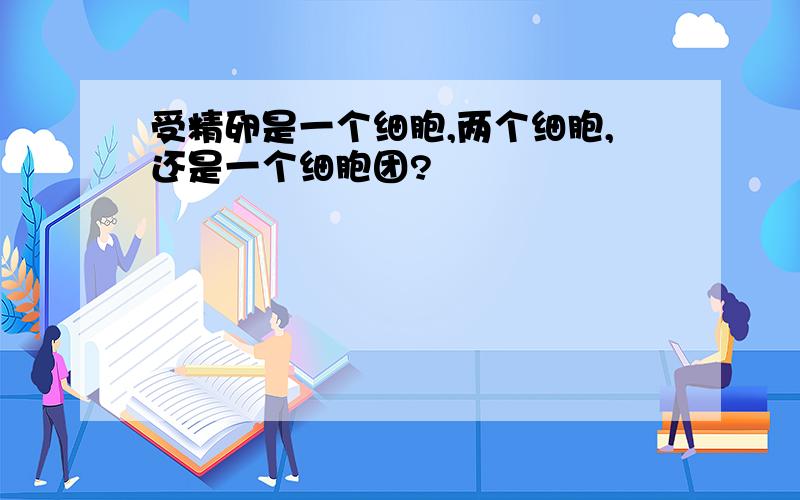 受精卵是一个细胞,两个细胞,还是一个细胞团?