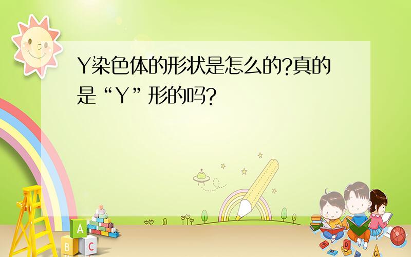 Y染色体的形状是怎么的?真的是“Y”形的吗?