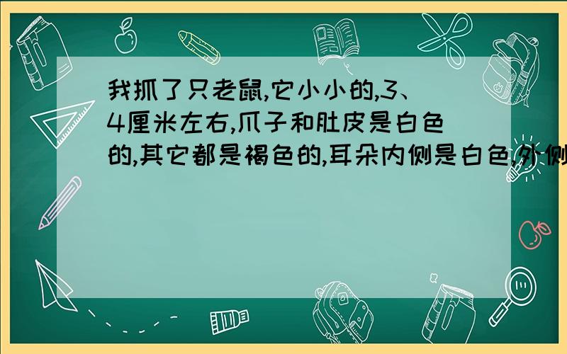 我抓了只老鼠,它小小的,3、4厘米左右,爪子和肚皮是白色的,其它都是褐色的,耳朵内侧是白色,外侧是褐色.还有左右对称的黑