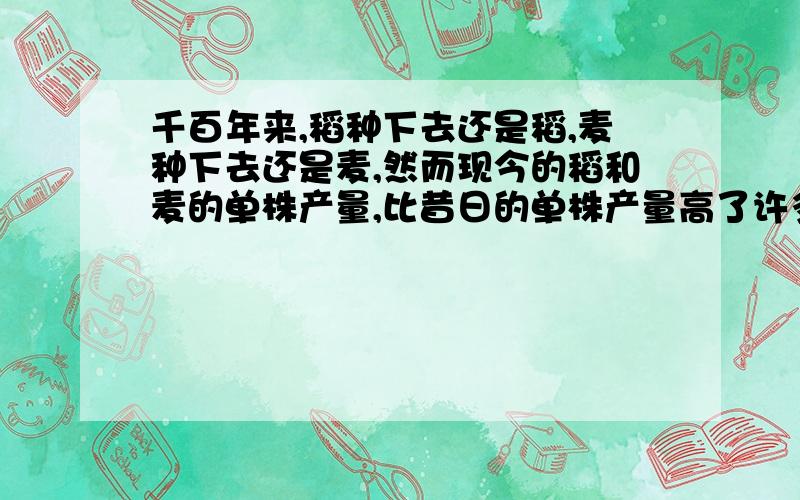 千百年来,稻种下去还是稻,麦种下去还是麦,然而现今的稻和麦的单株产量,比昔日的单株产量高了许多