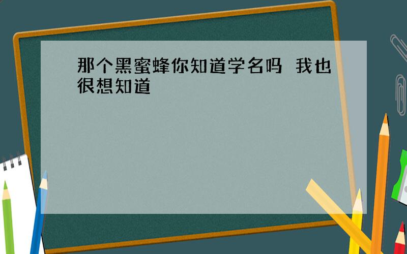 那个黑蜜蜂你知道学名吗　我也很想知道