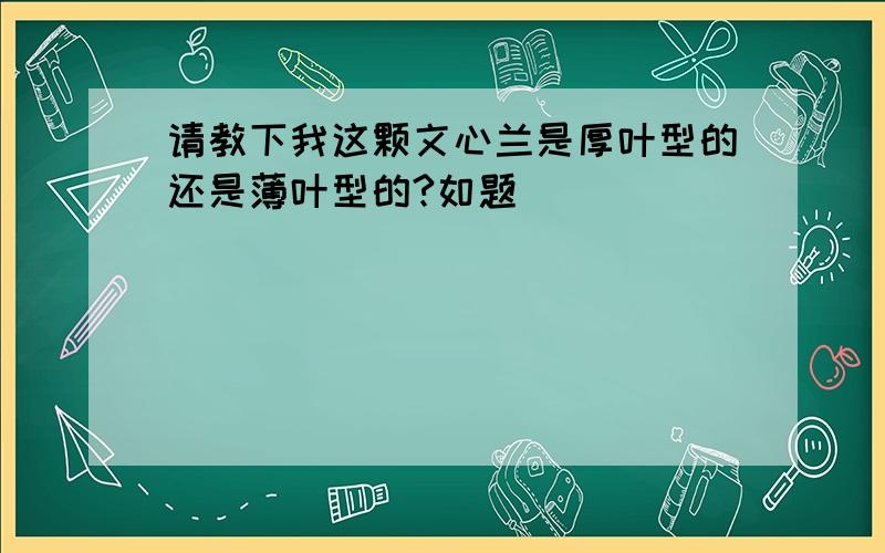 请教下我这颗文心兰是厚叶型的还是薄叶型的?如题