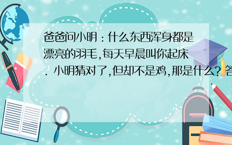 爸爸问小明：什么东西浑身都是漂亮的羽毛,每天早晨叫你起床. 小明猜对了,但却不是鸡,那是什么? 答...