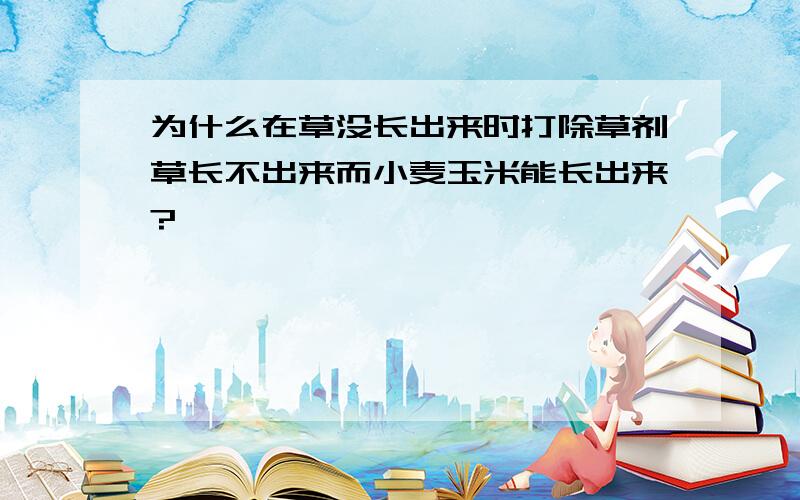 为什么在草没长出来时打除草剂草长不出来而小麦玉米能长出来?