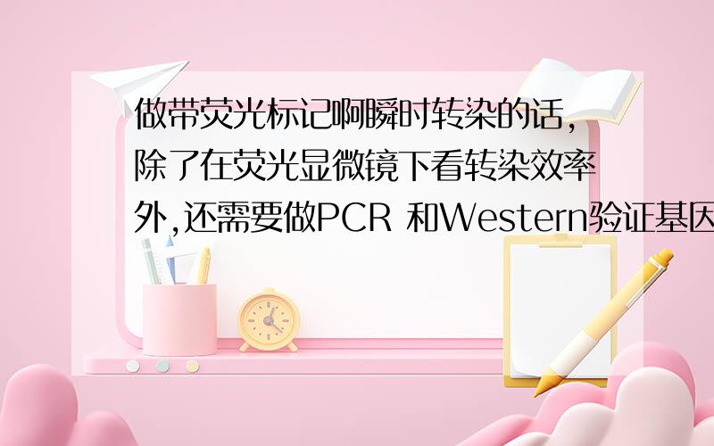 做带荧光标记啊瞬时转染的话,除了在荧光显微镜下看转染效率外,还需要做PCR 和Western验证基因表达吗?