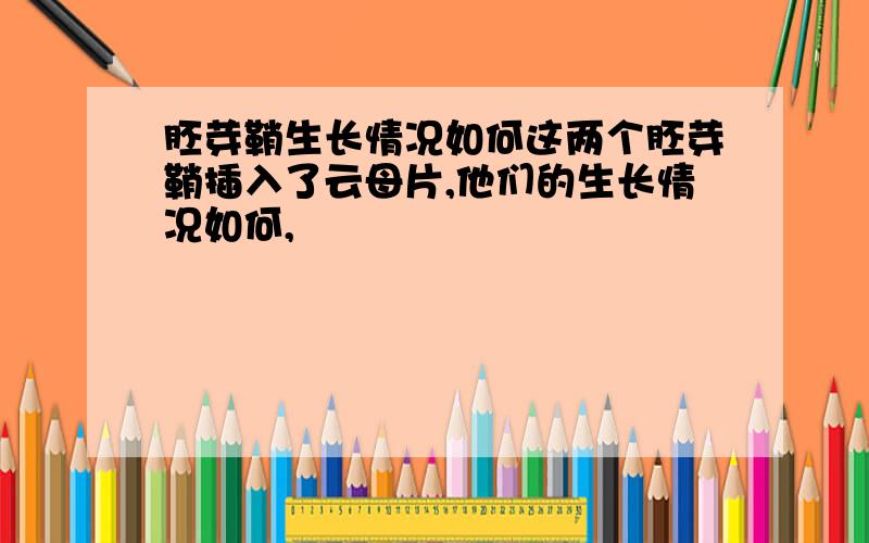 胚芽鞘生长情况如何这两个胚芽鞘插入了云母片,他们的生长情况如何,