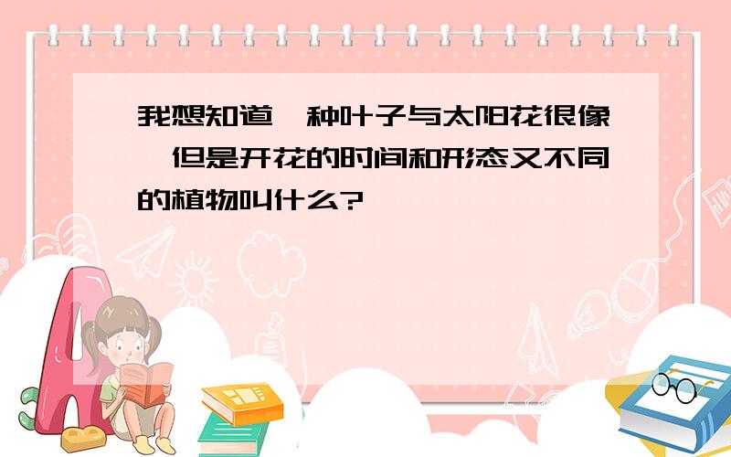 我想知道一种叶子与太阳花很像,但是开花的时间和形态又不同的植物叫什么?