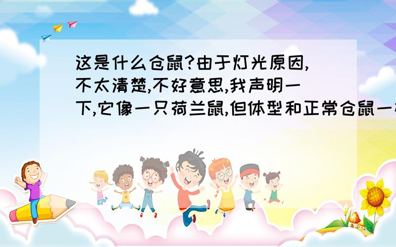 这是什么仓鼠?由于灯光原因,不太清楚,不好意思,我声明一下,它像一只荷兰鼠,但体型和正常仓鼠一样,有些胖,有多动症,是从