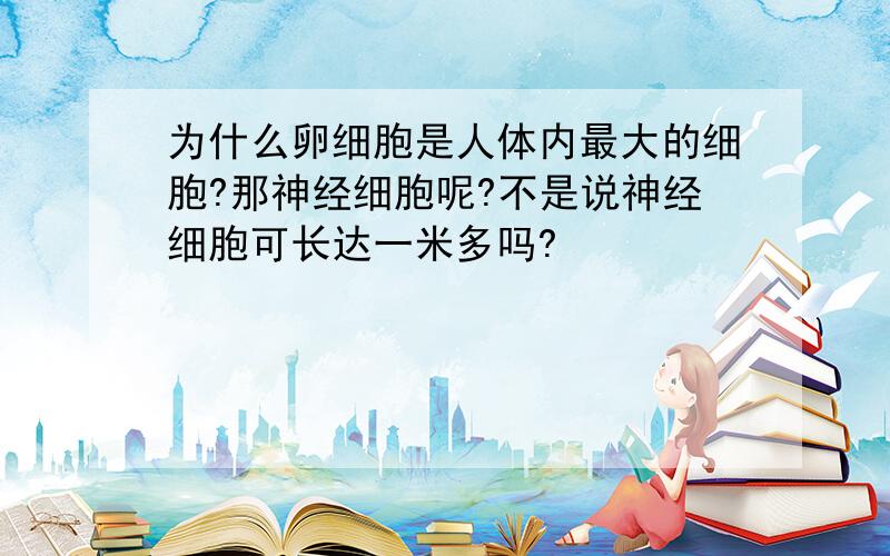 为什么卵细胞是人体内最大的细胞?那神经细胞呢?不是说神经细胞可长达一米多吗?