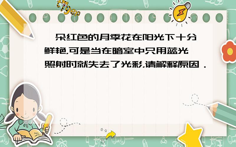 一朵红色的月季花在阳光下十分鲜艳，可是当在暗室中只用蓝光照射时就失去了光彩，请解释原因．