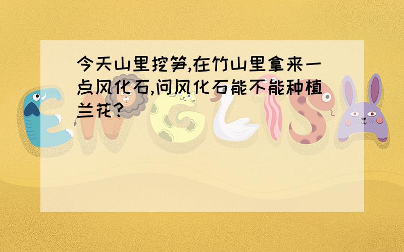 今天山里挖笋,在竹山里拿来一点风化石,问风化石能不能种植兰花?