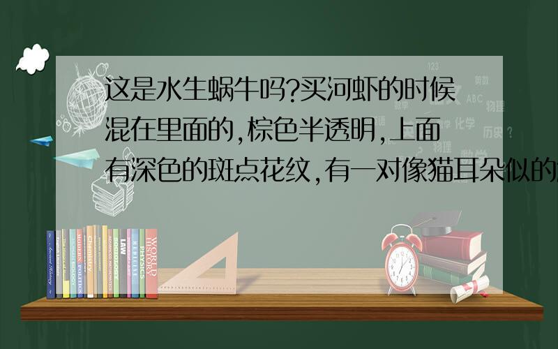 这是水生蜗牛吗?买河虾的时候混在里面的,棕色半透明,上面有深色的斑点花纹,有一对像猫耳朵似的触角,触角下有对眼睛,有时的