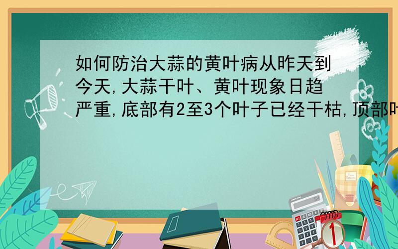 如何防治大蒜的黄叶病从昨天到今天,大蒜干叶、黄叶现象日趋严重,底部有2至3个叶子已经干枯,顶部叶尖开始发黄,中间部分也开