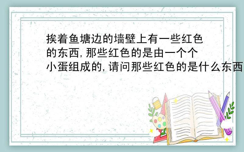 挨着鱼塘边的墙壁上有一些红色的东西,那些红色的是由一个个小蛋组成的,请问那些红色的是什么东西