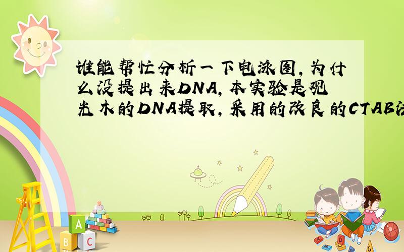 谁能帮忙分析一下电泳图,为什么没提出来DNA,本实验是观光木的DNA提取,采用的改良的CTAB法.