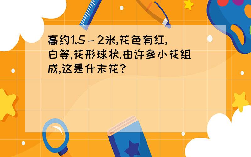 高约1.5－2米,花色有红,白等,花形球状,由许多小花组成,这是什末花?