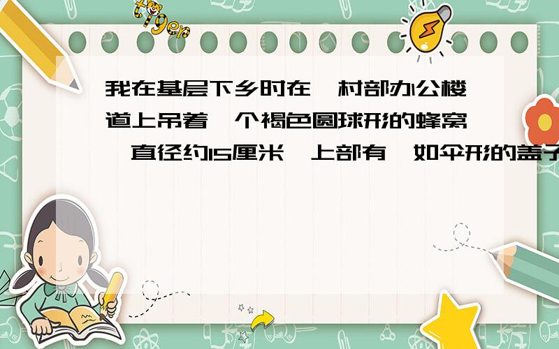 我在基层下乡时在一村部办公楼道上吊着一个褐色圆球形的蜂窝,直径约15厘米,上部有一如伞形的盖子,下部只有一个手指大的出口