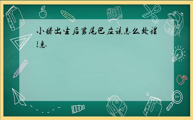 小猪出生后剪尾巴应该怎么处理!急