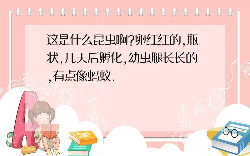 这是什么昆虫啊?卵红红的,瓶状,几天后孵化,幼虫腿长长的,有点像蚂蚁.