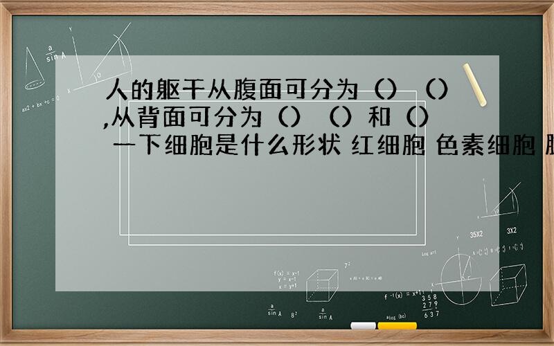 人的躯干从腹面可分为（）（）,从背面可分为（）（）和（） 一下细胞是什么形状 红细胞 色素细胞 肌肉细