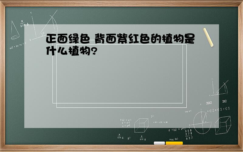 正面绿色 背面紫红色的植物是什么植物?