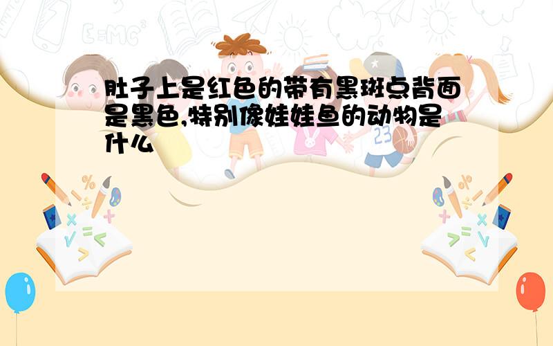 肚子上是红色的带有黑斑点背面是黑色,特别像娃娃鱼的动物是什么