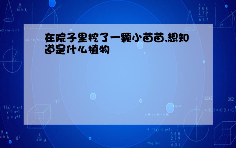 在院子里挖了一颗小苗苗,想知道是什么植物