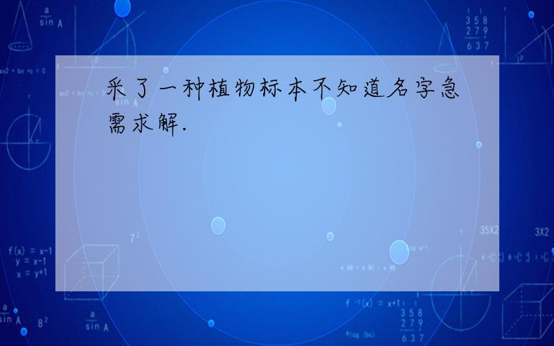 采了一种植物标本不知道名字急需求解.